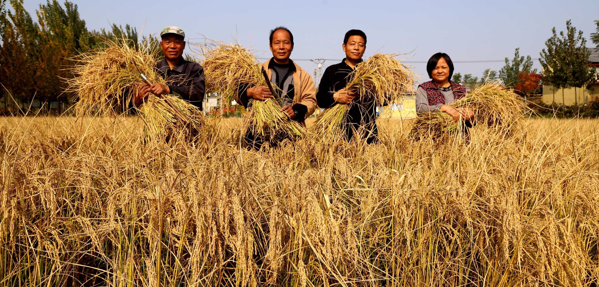 响水大米 欧洲权威农产品检验机构荷兰SGS检测中心检测微量元素含量极为丰富