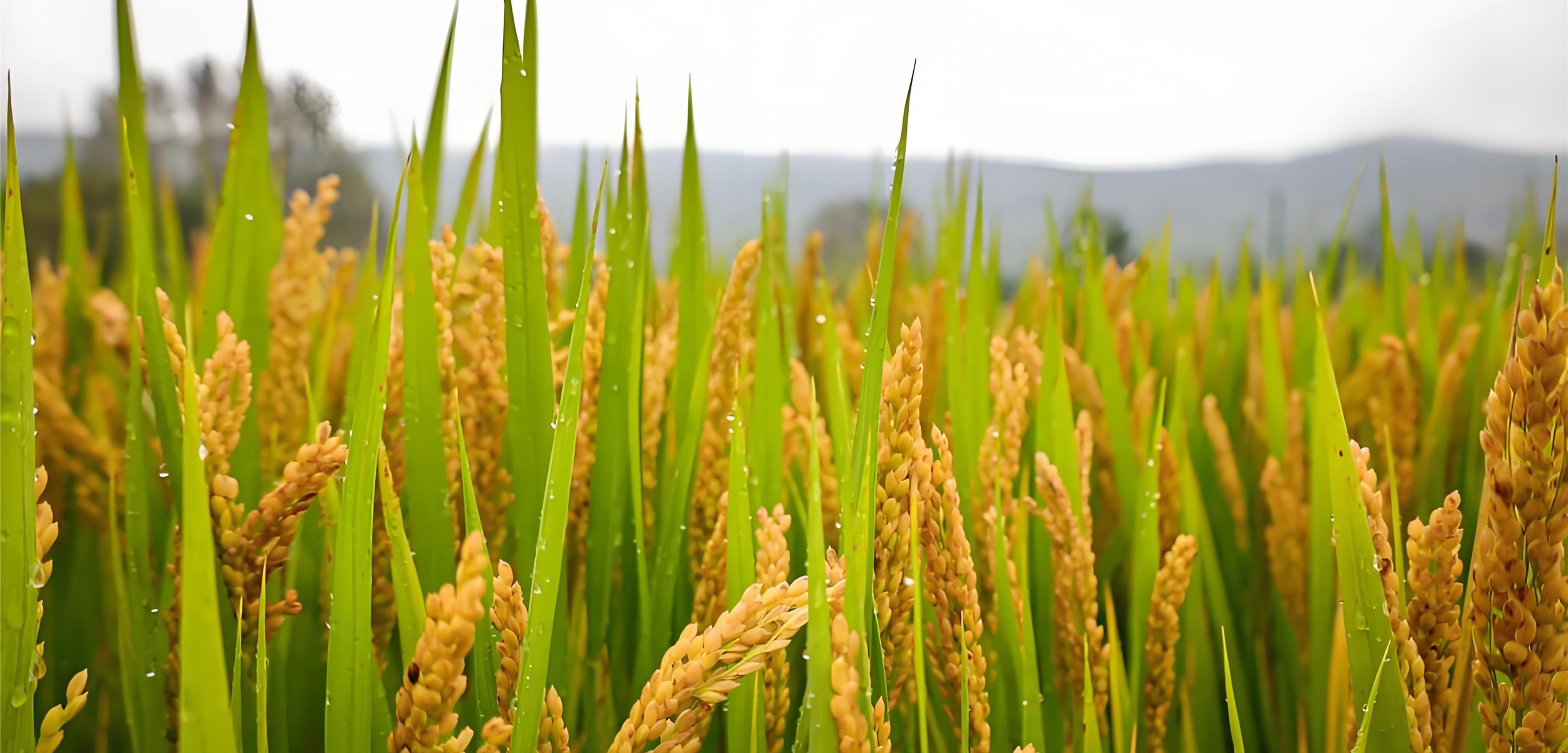 响水大米 镜泊湖水中富含钙、锌、铁、碘等人体所需的矿物质和微量元素