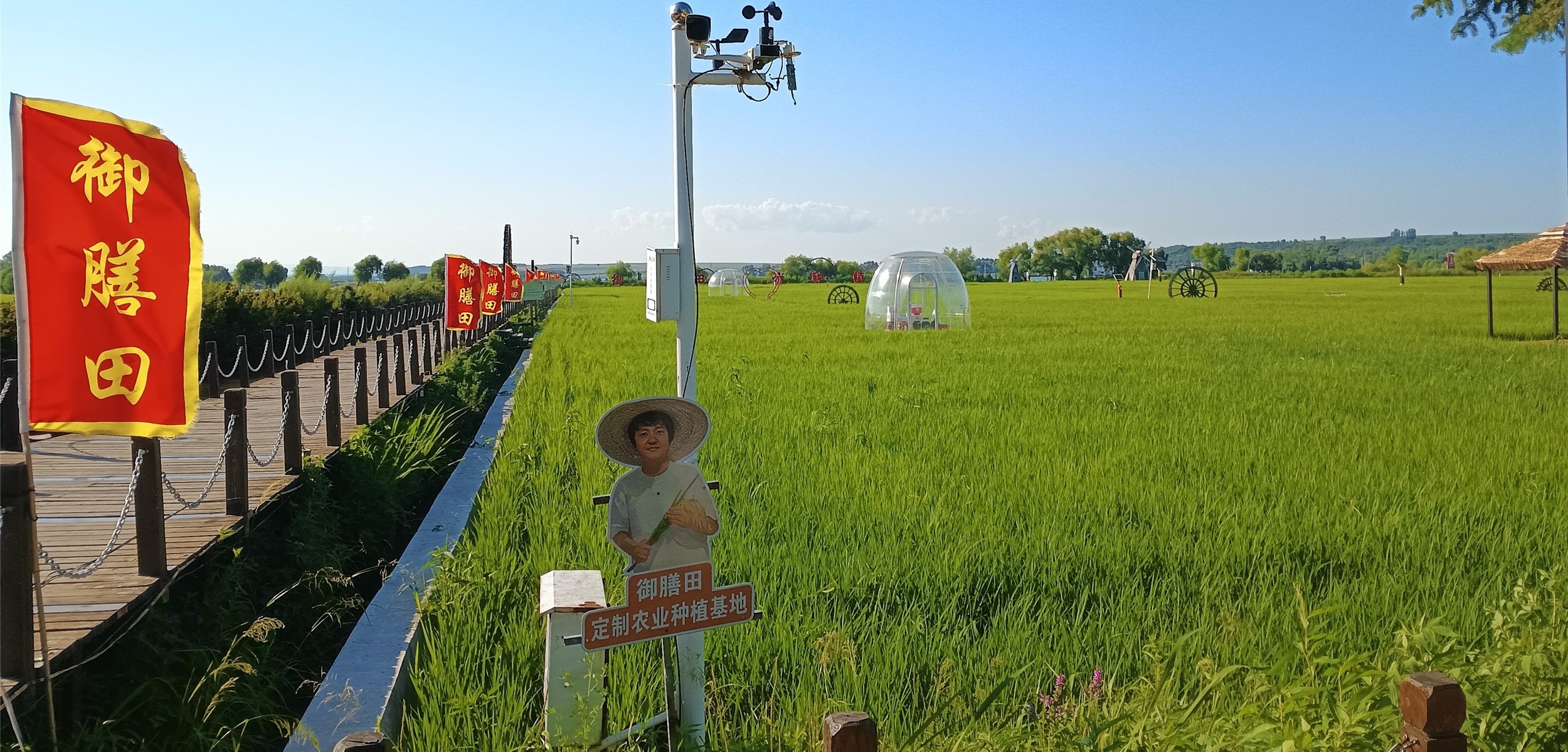 响水大米土壤由火山岩风化和腐殖质沉积而形成 矿物质、有机质、微量元素含量极为丰富