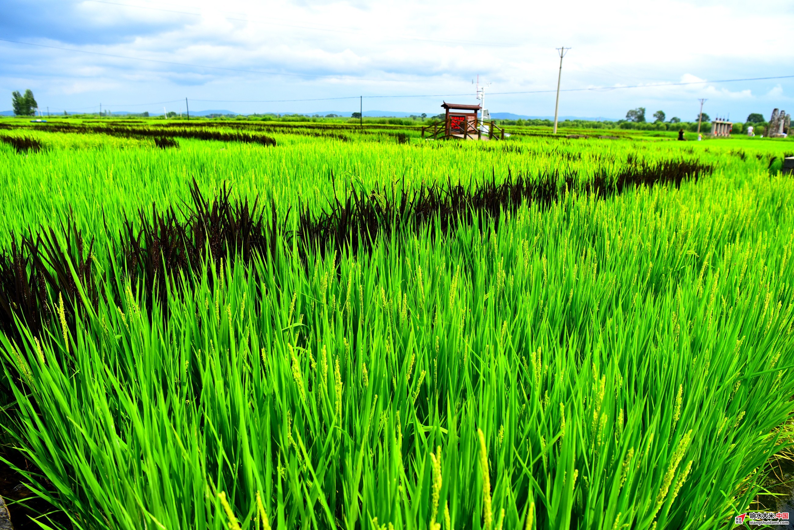 响水大米网 响水大米网