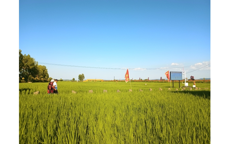 响水大米稻田目前长势情况图片-3