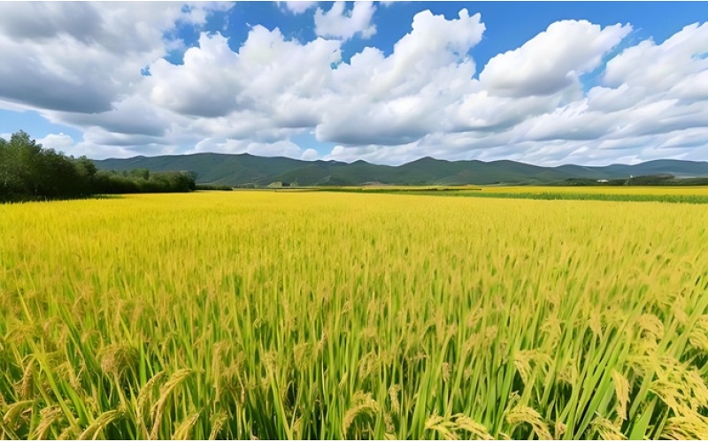 视频-您好！中国●宁安 响水石板大米“世界第一”的大米就在这