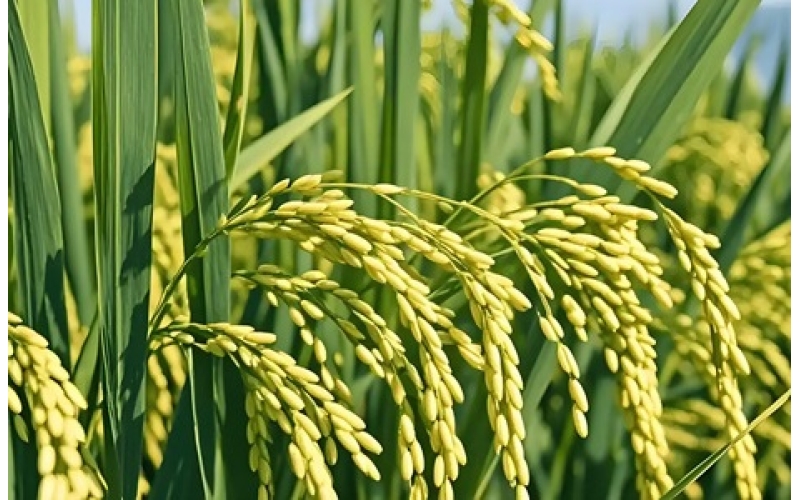 视频-响水大米属于大米中的什么档次？获得国宴认可