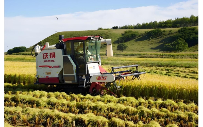 稻米秋收的景色