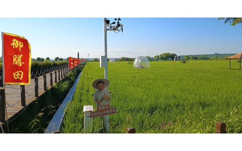 关于响水大米的介绍