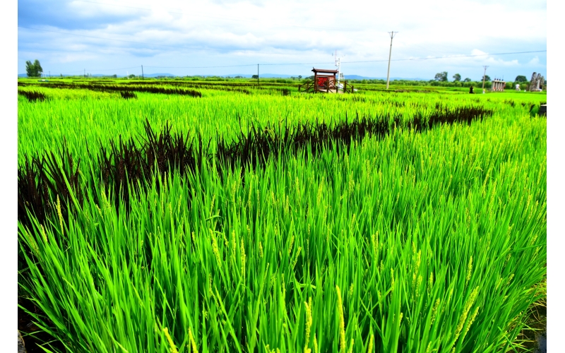 15:3！宁安石板大米、椴树蜜、梅花鹿纳入全国名特优新农产品名录！