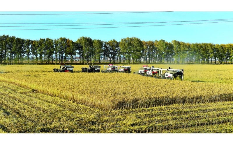 响水大米 一粒米背后的&ldquo;产业突围&rdquo;之道